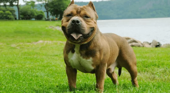 American Bully - Não é um Pitbull. Saiba mais sobre a raça!