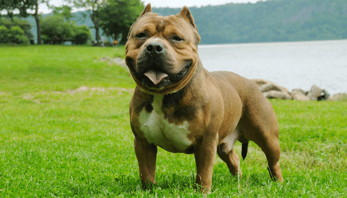 American Bully - Não é um Pitbull. Saiba mais sobre a raça!