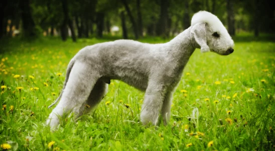 Bedlington Terrier – Cães brincalhões e sociáveis. Confira!