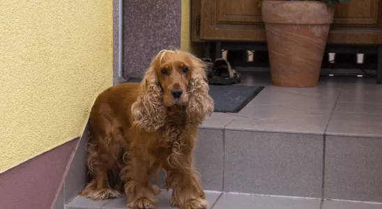 Boykin Spaniel – Cachorro de rara beleza e temperamento dócil!