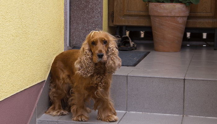 Boykin Spaniel – Cachorro de rara beleza e temperamento dócil!