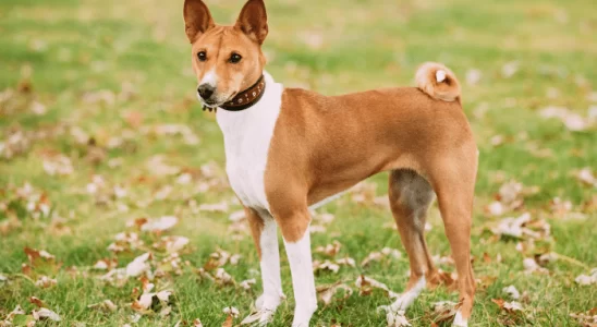 Cachorro Basenji - Saiba mais sobre essa raça silenciosa e inteligente