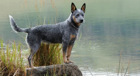 Cachorro Burriler - Inteligente, curioso e fiel. Saiba mais sobre essa raça!