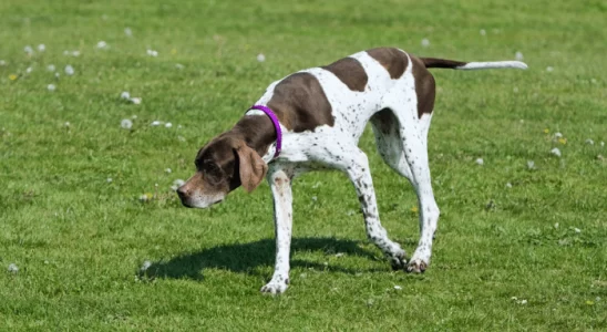 Cachorro Pointer - Saiba mais sobre essa raça protetora