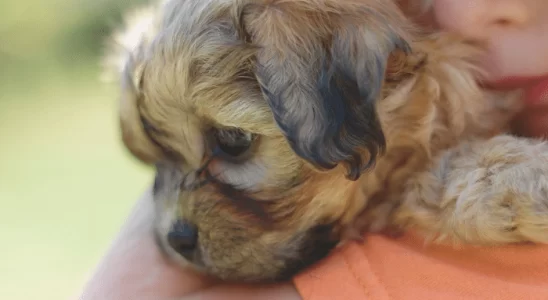 Cachorro Shichon -Saiba mais sobre esse cãozinho hipoalergênico!