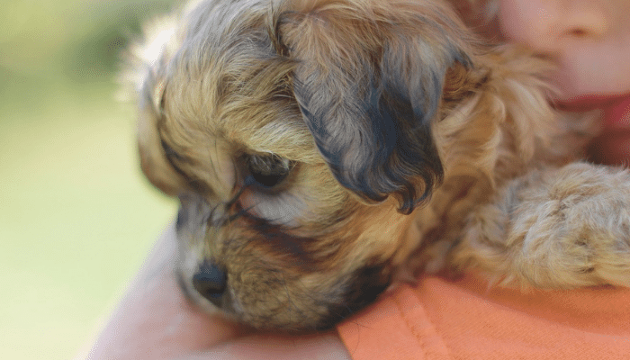 Cachorro Shichon - Saiba mais sobre esse cãozinho hipoalergênico!