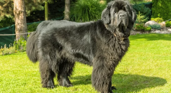 Cachorro Terra Nova - Descubra mais sobre esse pet grandalhão e meigo