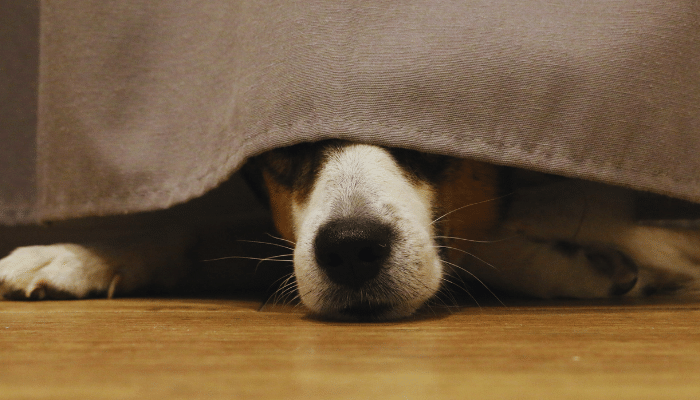 Cachorro com medo de trovão - Saiba como deixar o seu cãozinho calmo