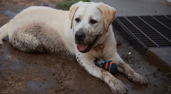 Cachorro se esfrega na lama - Por que ele faz isso? Descubra agora!