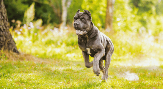 Cane Corso - Saiba mais sobre esse cachorro de grande porte. Confira!