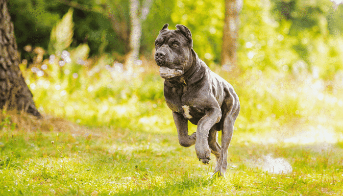 Cane Corso - Saiba mais sobre esse cachorro de grande porte. Confira!