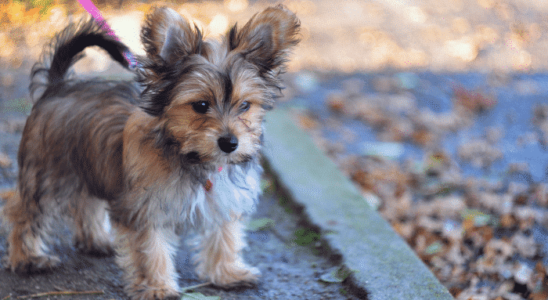 Chorkie - Saiba mais sobre esse cachorro de pequeno porte