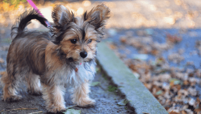 Chorkie - Saiba mais sobre esse cachorro de pequeno porte