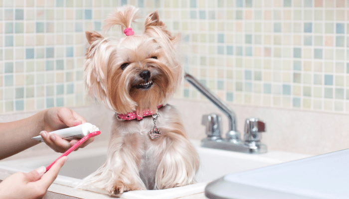 Dentes do cachorro - Confira os cuidados essenciais de higiene bucal