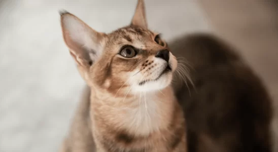 Gato Chausie - Alegre e divertido. Saiba mais sobre essa raça