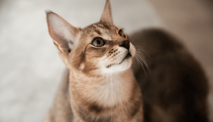 Gato Chausie - Alegre e divertido. Saiba mais sobre essa raça