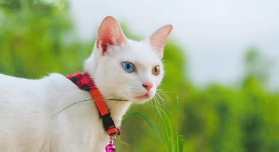 Gato Khao Manee - Saiba mais sobre esse felino divertido!