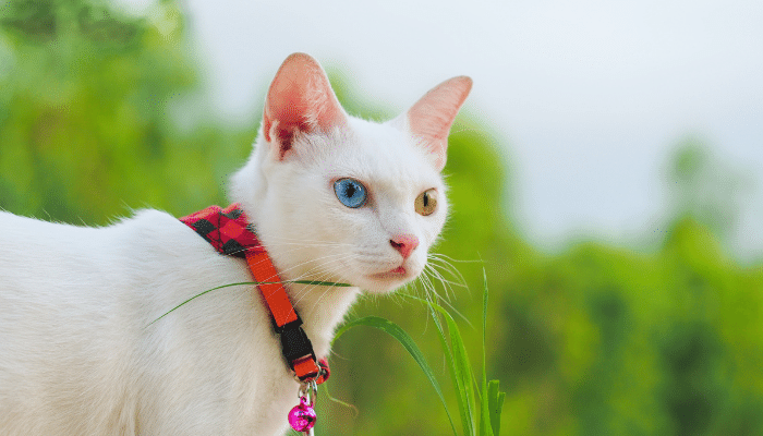 Gato Khao Manee - Saiba mais sobre esse felino divertido!