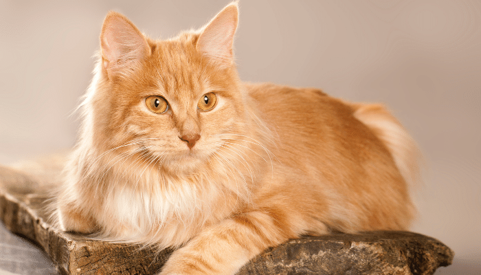 Gato Kurilian Bobtail - Saiba mais sobre essa raça curiosa.