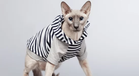 Gato Peterbald – Um felino raríssimo e de aparência exótica!