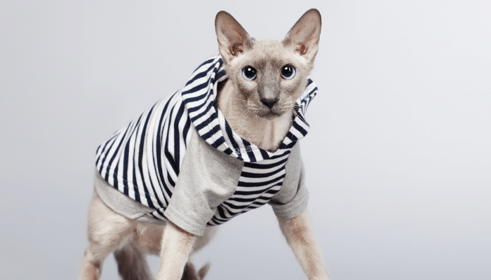 Gato Peterbald – Um felino raríssimo e de aparência exótica!