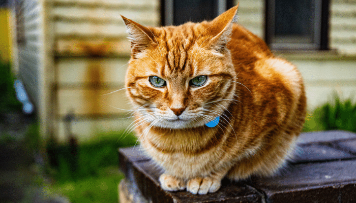 Gato laranja – Descubra quais as 3 principais raças!