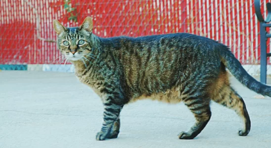 Gato malhado - Saiba mais sobre esses gatos tão populares