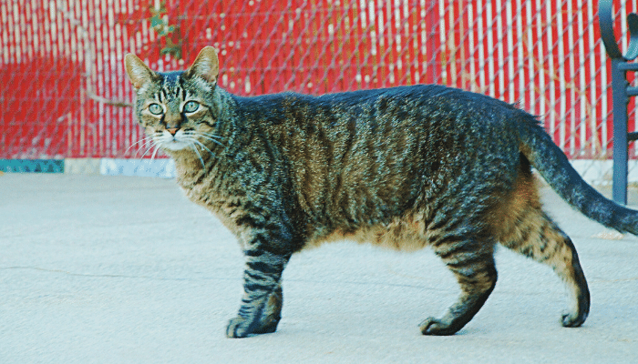 Gato malhado - Saiba mais sobre esses gatos tão populares