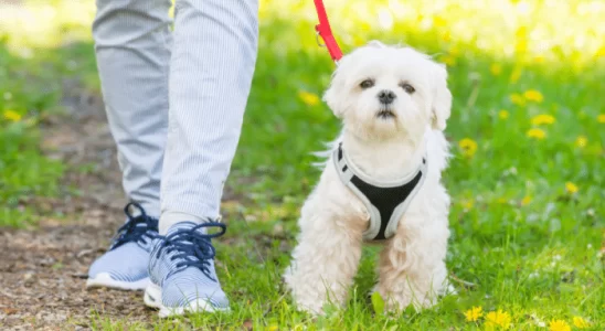 Passear com seu cachorro da forma correta - Confira nossas dicas!