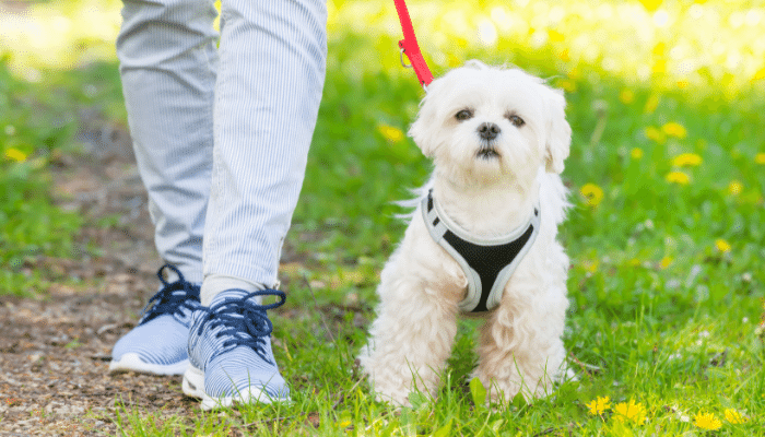 Passear com seu cachorro da forma correta - Confira nossas dicas!