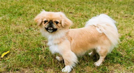 Pequinês – Pequenos cães de família. Descubra mais sobre eles!