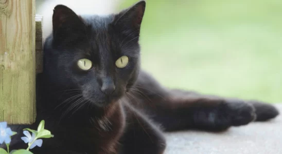 Raças de gato preto – Descubra quais as 3 principais!