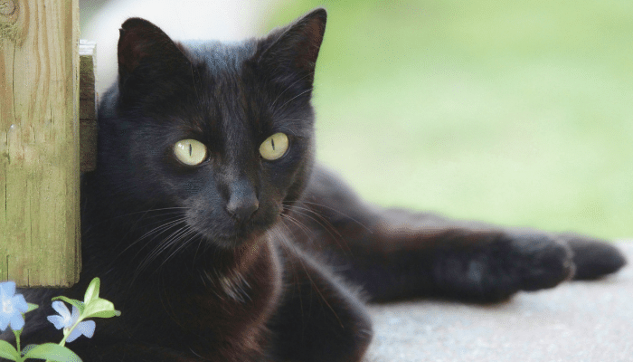 Raças de gato preto – Descubra quais as 3 principais!