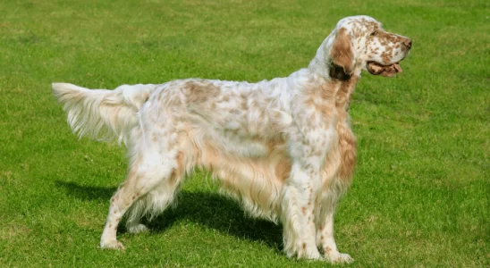 Setter Inglês - Saiba mais sobre esse cão de caça. Confira!