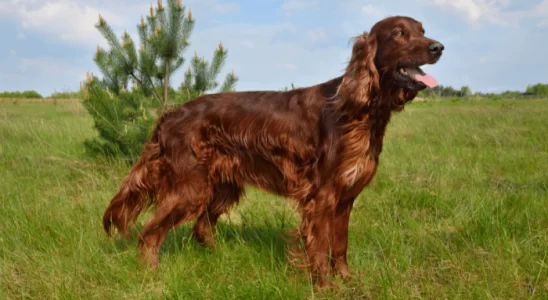 Setter Irlandês - Calmo e inteligente. Saiba mais sobre esta raça!