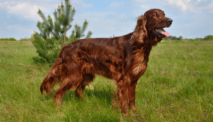 Setter Irlandês - Calmo e inteligente. Saiba mais sobre esta raça! 