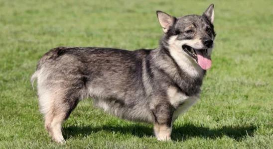 Vallhund Sueco - Alegre e curioso. Saiba mais sobre esta raça!