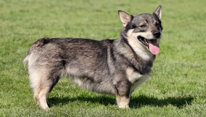 Vallhund Sueco - Alegre e curioso. Saiba mais sobre esta raça!