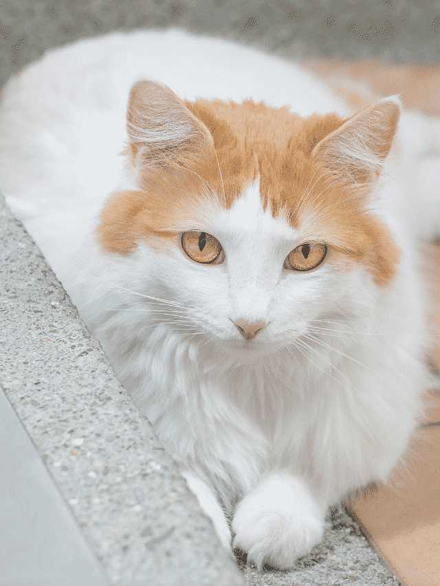 Turkish Van