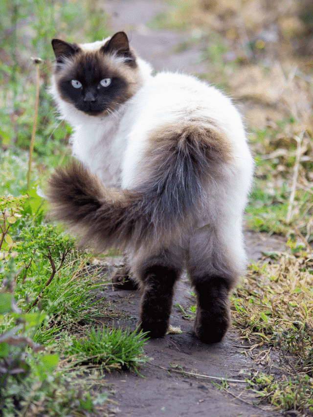 Raças de gato mais populares