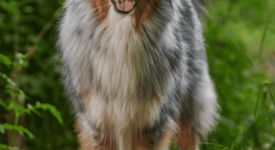 Australian Shepherd