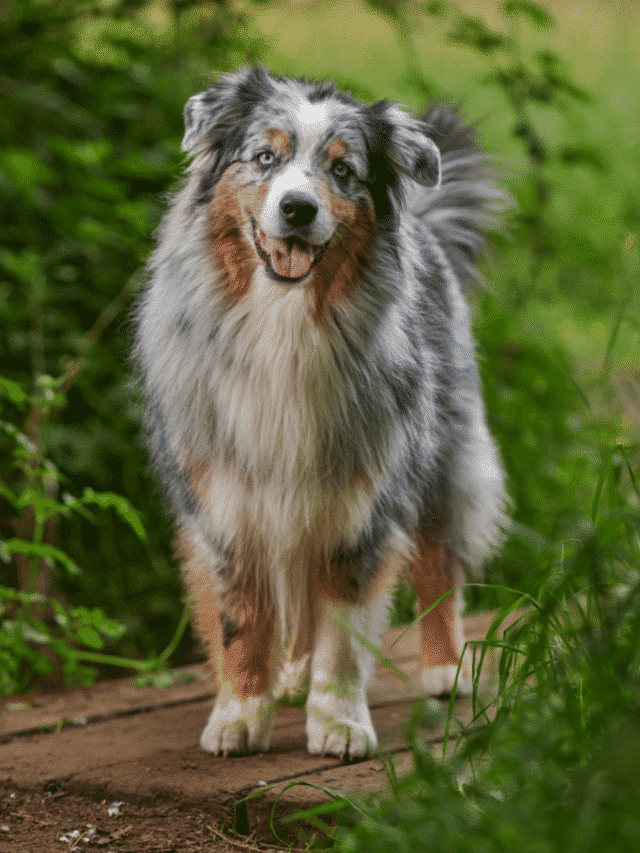 Australian Shepherd