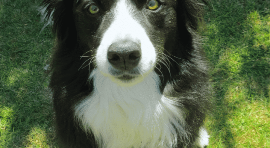 Border Collie