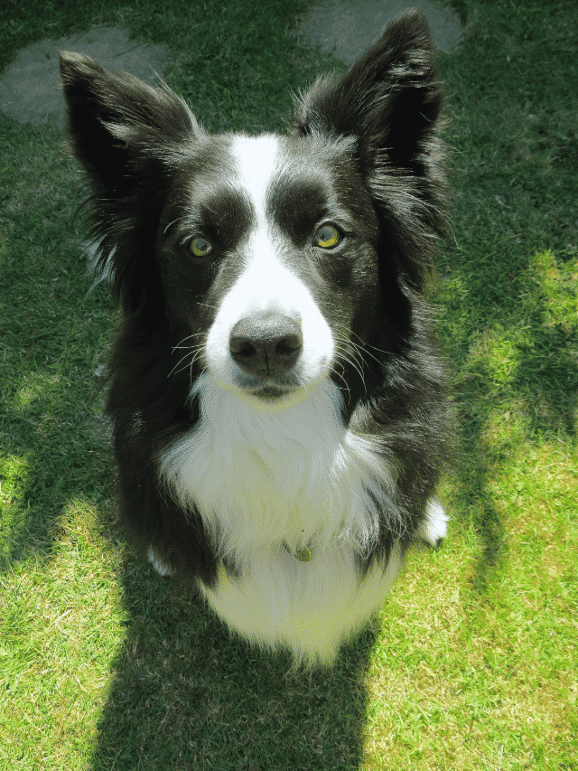 border collie