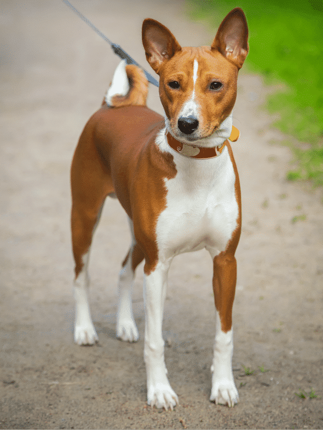 Cachorro Basenji