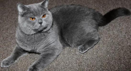 British Shorthair - Descubra mais sobre esse gato leal e brincalhão