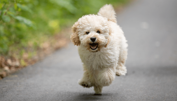 Cachorro Maltipoo - Saiba mais sobre esse cãozinho amigável e divertido