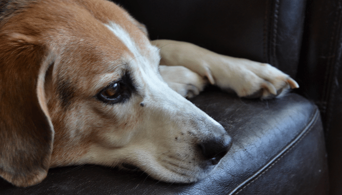 Cães sentem a perda de um amigo como um estado de luto