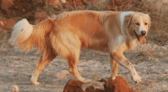 Cão Aidi - Saiba mais sobre essa raça marroquina de pastoreio