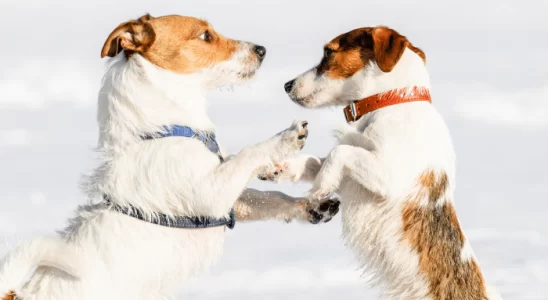 Coleira ou peitoral – Qual é melhor para o cachorro? Confira!